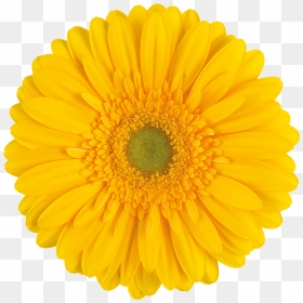 Gerbera Submarine, HD Png Download - submarine png