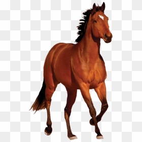 Horse Hd Png Transparent Horse Hd - Domestic Animals Images With Names, Png Download - white horse png