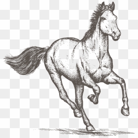 Thumb Image - Horse Sketch Png, Transparent Png - white horse png