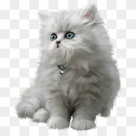 Beautiful Cute Cat Png, Transparent Png - cute cat png