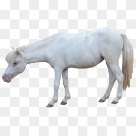 White Horse - Foals In White Background, HD Png Download - white horse png