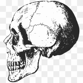 Transparent Skeletons Clipart - Black And White Bones, HD Png Download - skeletons png