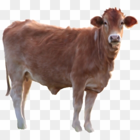 Brown Cow Transparent Background, HD Png Download - white horse png