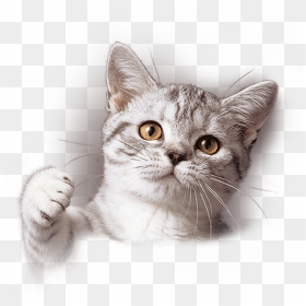 Do You Want A "talkative - Whiskas Cat Png, Transparent Png - cute cat png