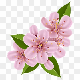 Spring Cherry Blossom Flowers Png Clip Art Image​ - Cherry Blossom Flower Clipart, Transparent Png - cherry blossom branch png