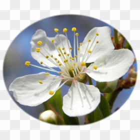 Blossom Of Mirabelle Plum - Mirabelle Plum Flower, HD Png Download - cherry blossom flower png