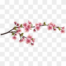 Cherry Blossom Branch Png , Png Download - Bunga Sakura Vector Png, Transparent Png - cherry blossom branch png