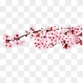 Sakura Png - Japanese Cherry Blossom Png Transparent, Png Download - cherry blossom branch png