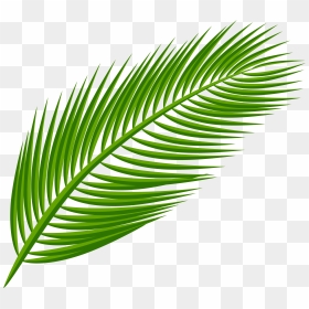 Arecaceae Palm Leaf Transparent Png File Hd Clipart, Png Download - banana leaf png