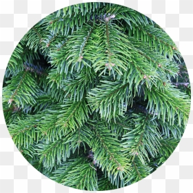 Our-trees, HD Png Download - christmas trees png