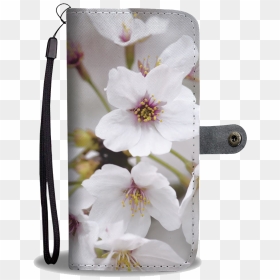 Cherry Blossom, Transparent Png - Cherry Blossom, Png Download - cherry blossom flower png