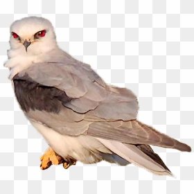 Bird-animation - Hawk, HD Png Download - png animated gif