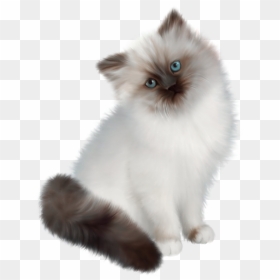 Siamese Cat Clear Background - Persian Ragdoll Siamese Cat, HD Png Download - chat png