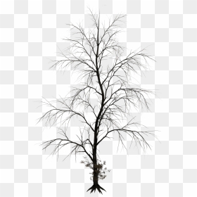 Thumb Image - Black White Tree Photoshop, HD Png Download - bare tree png