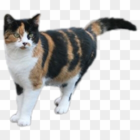 Google Search - X Linked Genetics In The Calico Cat Answer Key, HD Png Download - cute cat png