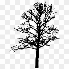 18 Bare Tree Silhouette Png Transparent Vol 2 Onlygfxcom - Bare Tree Silhouette Png, Png Download - bare tree png