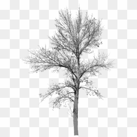 Cut Out Tree No Leaves, HD Png Download - bare tree png