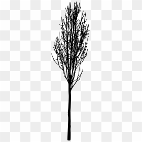 Transparent Simple Tree Silhouette, HD Png Download - bare tree png