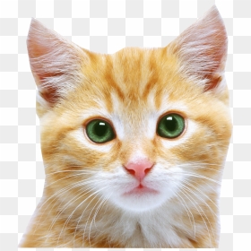 Transparent Cat Face Png, Png Download - cute cat png
