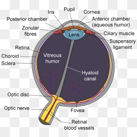 Schematic Diagram Of The Human Eye En-edit - Schematic Diagram Of The Human Eye, HD Png Download - human eyes png
