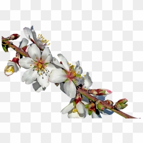 7 Png - Mandorlo Png, Transparent Png - cherry blossom branch png