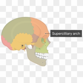 Lateral View Of The Supercilliary Arch Of The Skull - Sphenoid Bone Lateral View, HD Png Download - skull and bones png