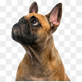 Cute Puppy - Dog Looking Up Transparent, HD Png Download - cute puppy png