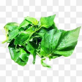 Transparent Green Leaves Png - Amaranth Leaves Png, Png Download - green leaves png