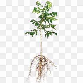 Ulmus Alata, HD Png Download - bare tree png