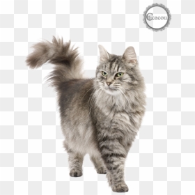 Tube Chat Png - Cat White Background Hd, Transparent Png - chat png