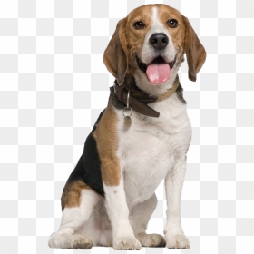 Beagle Dog Transparent - Beagle Png, Png Download - people walking dog png