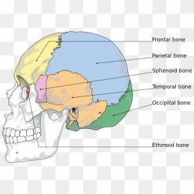 Bones Of The Skull, HD Png Download - skull and bones png