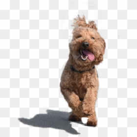 Adorablepup Dog Puppy Adorable Adorablepuppy Cute Pup - Dog Yawns, HD Png Download - cute puppy png