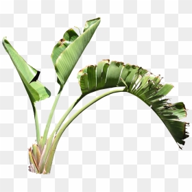 Banana Leaf Png, Transparent Png - banana leaf png