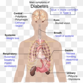 The Human Body 1279964 960 - Do Drugs Affect The Body, HD Png Download - human eyes png