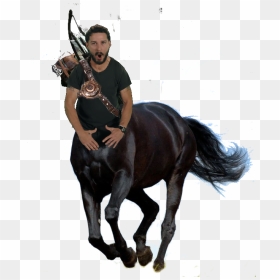 Black Beauty Horse Poem, HD Png Download - shia labeouf png