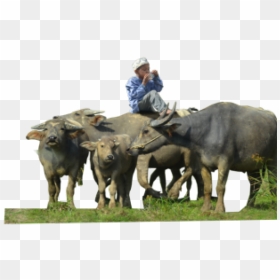 Buffalo Png Transparent Images - Indian Beflow Png, Png Download - buffalo png