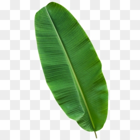 Ensete, HD Png Download - banana leaf png