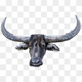 Buffalo Head Png, Transparent Png - buffalo png