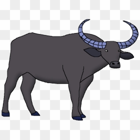 Wildlife Animal Pedia Wiki - Bull, HD Png Download - buffalo png