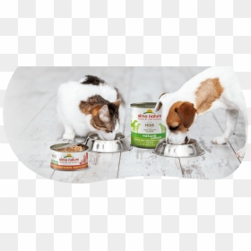 Dog And Cat Eating, HD Png Download - people walking dog png