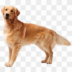 Golden Retriever Dog Png Free Download - Yellow Lab Golden Retriever Dog, Transparent Png - golden retriever png