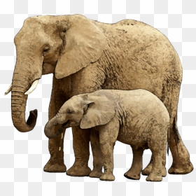 Baby Elephant Png Image With Transparent Background - Transparent Background Elephant Png, Png Download - baby elephant png