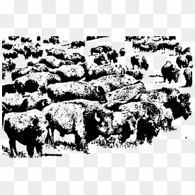 Buffalo Herd Clip Arts - Buffalo Herd Black And White, HD Png Download - buffalo png