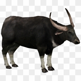 Bull, HD Png Download - buffalo png