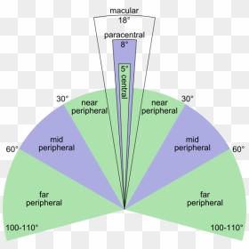 Peripheral Vision Of The Human Eyes - Peripheral Vision Degrees, HD Png Download - human eyes png