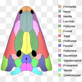 Dermatocranium Bones, HD Png Download - skull and bones png