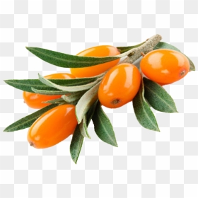 Sea Buckthorn Png Image Download - Sea Buckthorn Png, Transparent Png - sea png