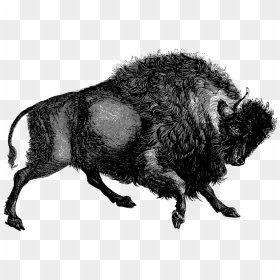 Buffalo Png, Transparent Png - buffalo png