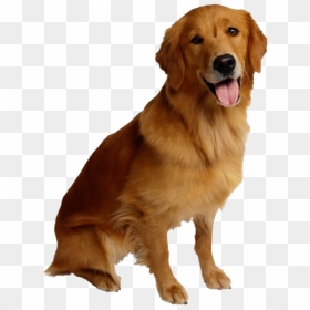 Golden Retriever Dog - Golden Retriever Dog Png, Transparent Png - golden retriever png